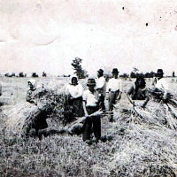 Hrsťuvaní žita, fotografia od Séča